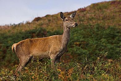 《方舟：生存进化》最新DLC“失落之岛”12月上线，神秘废墟重启失落文明