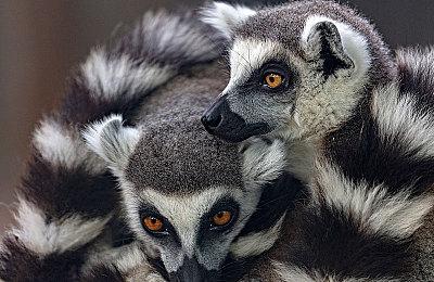 《盗贼之海》新冒险“火焰先驱”预告 10月13日开启